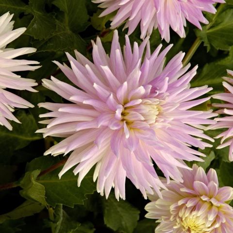 Dev Çiçekli Kiev  Dahlia Yıldız Çiçeği Soğanı Yumrusu (1 adet )