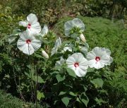 Süt Beyazı  Hibiscus Çiçeği Tohumu(20 adet)