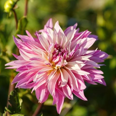 Dev Çiçekli Labyrinth Twotone Dahlia Yıldız Çiçeği Soğanı Yumrusu (1 adet )
