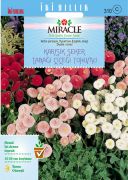 Miracle Karışık Şeker Tabağı(Çayır Papatyası) Çiçeği Tohumu(100 tohum)