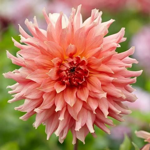 Dev Çiçekli Fairway Spur Dahlia Yıldız Çiçeği Soğanı Yumrusu (1 adet )