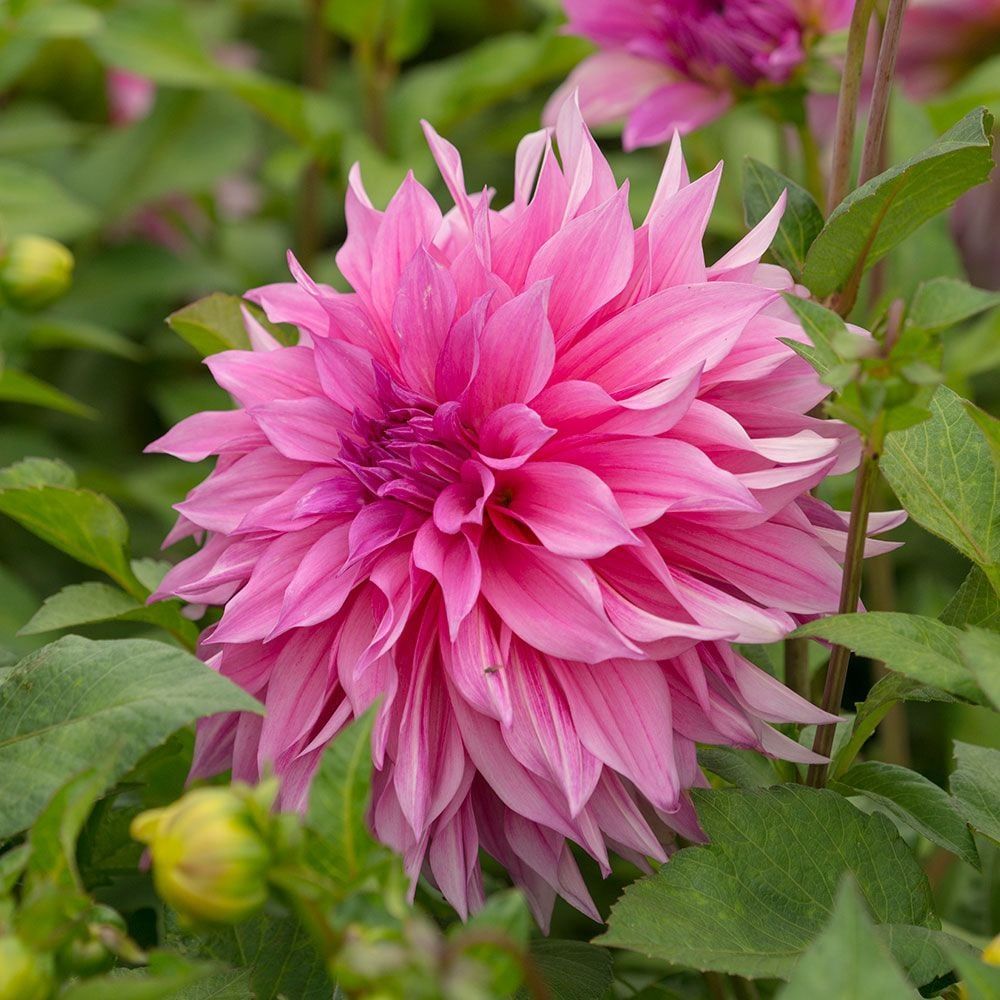 Dev Çiçekli Cafe Au Lait Rose Dahlia Yıldız Çiçeği Soğanı Yumrusu (1 adet )