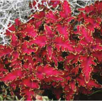 Malibu Red Kırmızı Renkli Saksılık Kolyos Yaprak Güzeli Çiçeği Fidesi (5 fide)