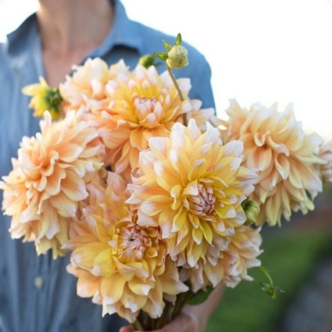 Dev Çiçekli Seattle Dahlia Yıldız Çiçeği Soğanı Yumrusu (1 adet )
