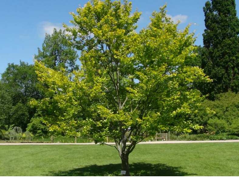 Tüplü Fagus Sylvatica Kayın Ağacı Fidanı