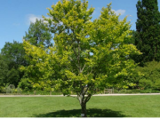 Tüplü Fagus Sylvatica Kayın Ağacı Fidanı
