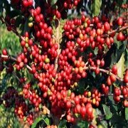 KahveTohumu (Coffea Arabica)(5 adet tohum)