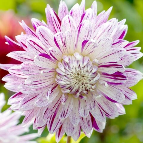 Dev Çiçekli Avignon Dahlia Yıldız Çiçeği Soğanı Yumrusu (1 adet )