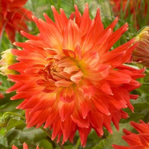 Dev Çiçekli Fired Up Dahlia Yıldız Çiçeği Soğanı Yumrusu (1 adet )