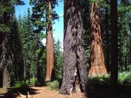 Dev Kaliforniya Sekoya Ağacı Tohumu(5 tohum)