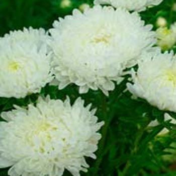 Düşes Beyaz Aster Çiçeği Tohumu(25 tohum)