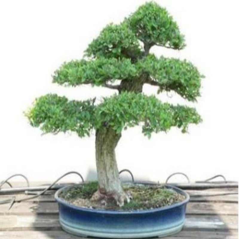 ZELKOVA serrata Japanese Elm Bonsai Ağacı Tohumu(5 tohum)