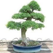 ZELKOVA serrata Japanese Elm Bonsai Ağacı Tohumu(5 tohum)