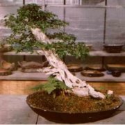 CUDRANIA tricuspidata Bonsai Ağacı Tohumu(5 adet)