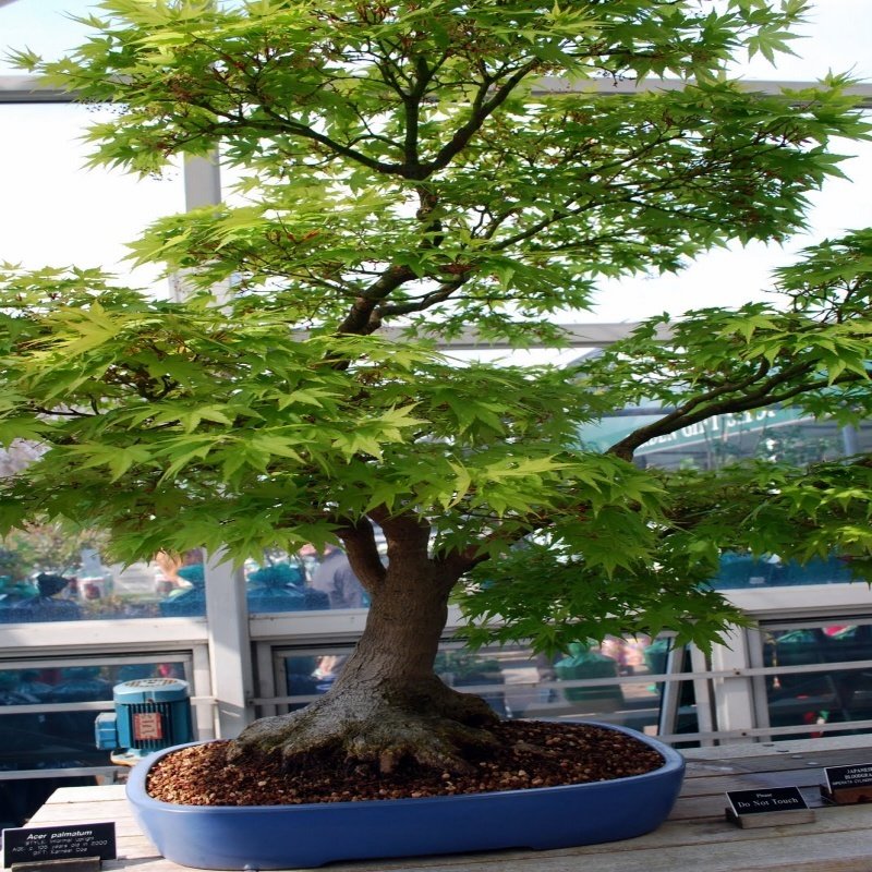 ACER atropurpurea Japanese Maple Bonsai Ağacı Tohumu(5 adet)