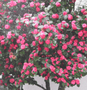 Nadir Pembe Çiçekli Japon Kamelya Ağacı Tohumu(5 adet)