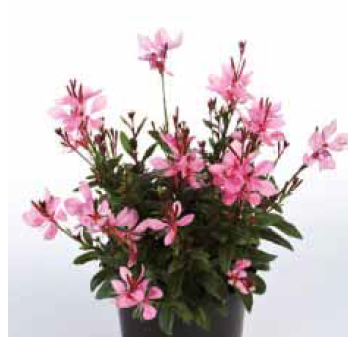 Gambit Compact Pink Bodur Saksılık  Gaura Çiçeği Fidesi (5 fide)