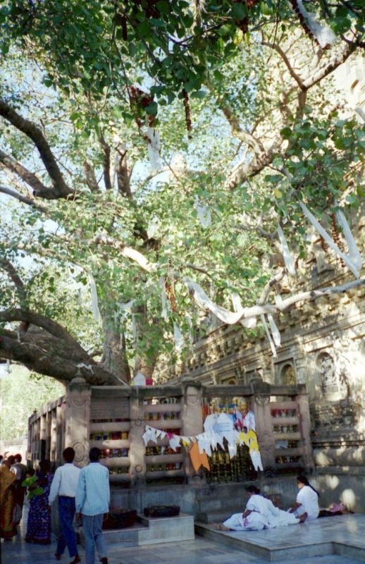 Kutsal Buda(Bodhi) Ağacı Tohumu(5 tohum)