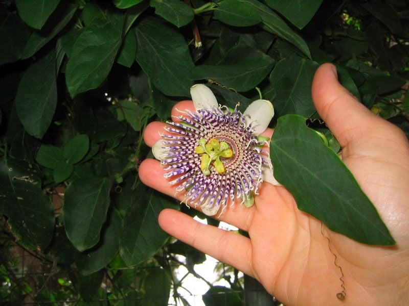 PASSIFLORA(Çarkıfelek) Actinia Çiçeği Tohumu(10 tohum)