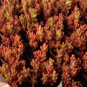 Sedum Alpha Rubrotinctum Sukulent