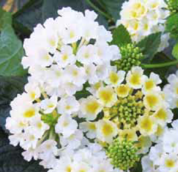 Esperanta White Beyak Çiçekli Saksılık Yerminesi Çiçeği Fidesi (5 fide)