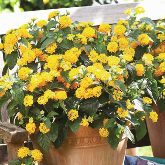 Esperanta Yellow Saksılık Sarı Renkli Yer Minesi Çiçeği Fidesi ( 5 fide)