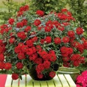 Esperanda Compact Red  Kırmızı Çiçekli Verbana Çiçeği Fidesi (5 fide)