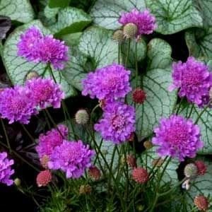 Lila Renkli Scabiosa Çiçeği(Uyuz Otu) Tohumu(20 tohum)