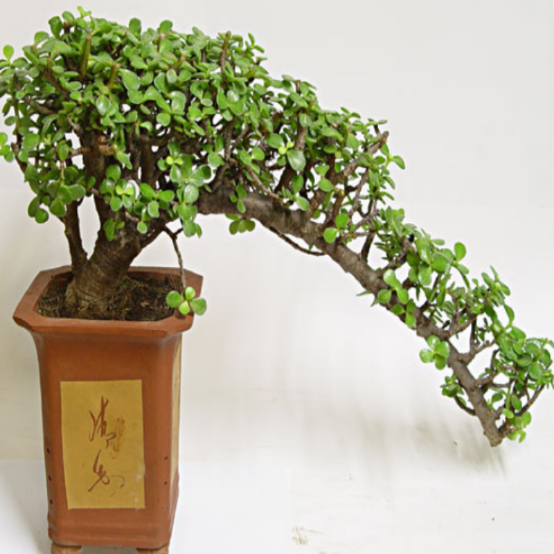 Crassula Porticulara Afra Yeşim Ağacı Sukulent Bonsai Sanatı İçin Uygun (7 Lik Saksıda)