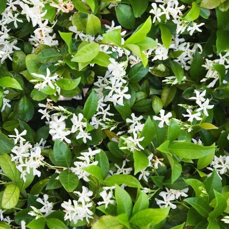 Beyaz Çiçekli Yasemin Fidanı (5 adet)
