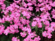 Kır Güzeli Silene(Nakil) Çiçeği Tohumu(100 tohum)