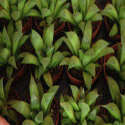 Haworthia Nitudula Sukulent