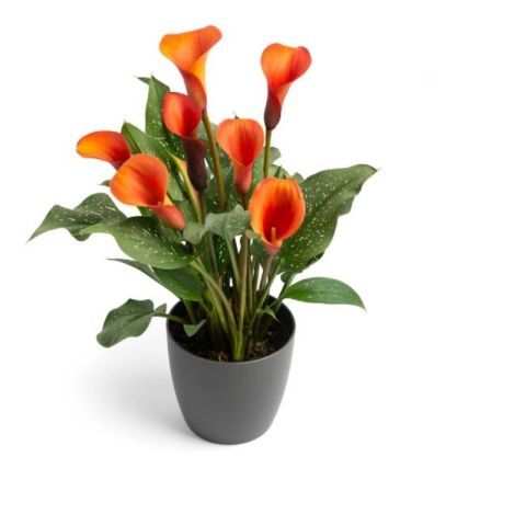 Orange Alert Calla Gala Çiçeği Soğanı (1 Adet Soğan)