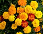 Yellow Sparky Kadife Çiçeği Tohumu(40 tohum)