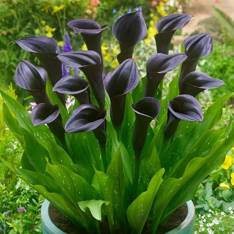 Odessa Siyah Calla Gala Çiçeği Soğanı (1 Adet Soğan)