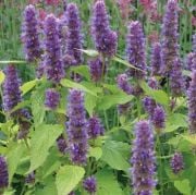 Agastache Foeniculum Mor Zufa Çürdük Otu Çiçeği Tohumu(15 tohum)