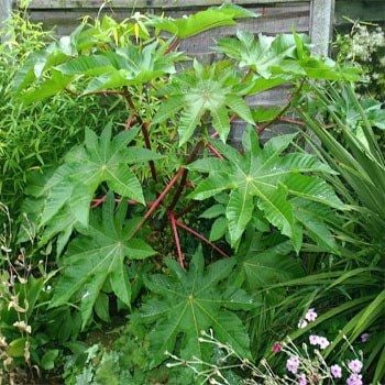 Yeşil Kene(Castor Bean) Çiçeği Tohumu(5 tohum)