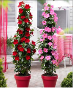 Tüplü Kırmızı Mandevilla Çiçeği Fidanı Büyük Boy 10 Litrelik Saksı