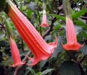 Yoğun Kokulu Kırmızı Renkli Meleklerin Borazanı Çiçeği Fidanı