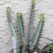 Euphorbia Greenwayi Kaktüs (5. Luk Saksıda)