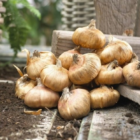 Gladiolus Mascagni Glayör Çiçeği Soğanı (4 adet)