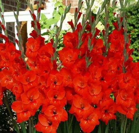 Gladiolus Mascagni Glayör Çiçeği Soğanı (4 adet)