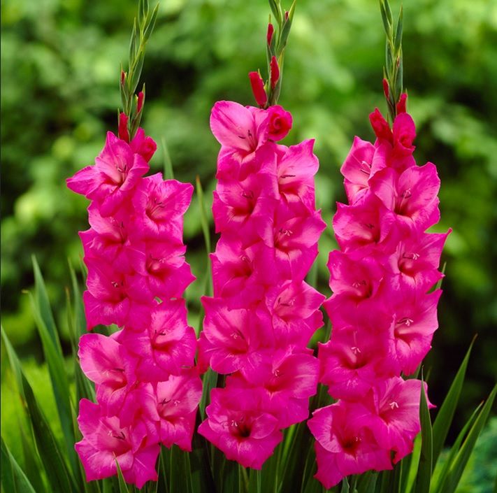 Gladiolus Fidelio Glayör Çiçeği Soğanı (4 adet)