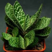 Gasteria Bicolor Sukulent