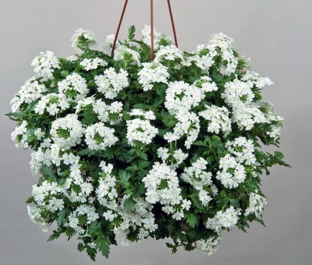 Samira White Saksılık Beyaz Çiçekli Verbana Mine Çiçeği Fidesi (3  fide)