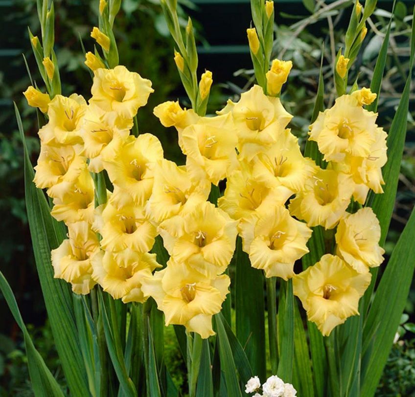 Gladiolus Jacksonvilla Gold Glayör Çiçeği Soğanı (4 adet)