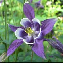 Aquilegia McKana Giants Haseki Küpesi Çiçeği Tohumu(100 tohum)