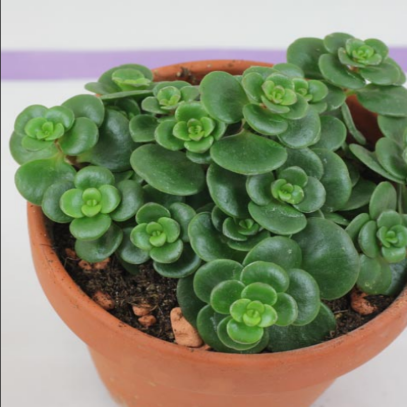 Sedum Makinoi Sukulent