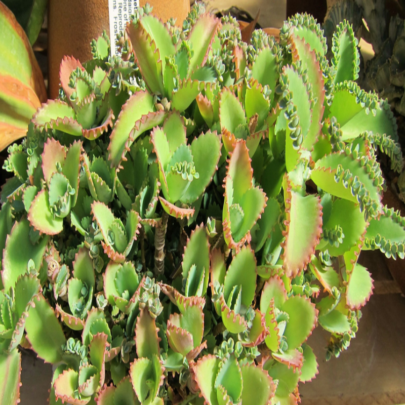 Kalanchoe Laetivirens Sukulent