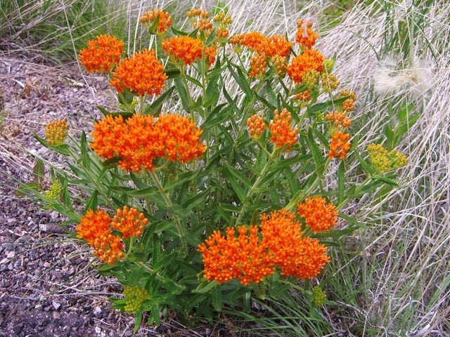 Orange Butterfly  Asclepias  İpek Otu Çiçeği Tohumu(20 tohum)